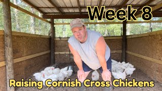 Raising Cornish Cross meat chickens  week 8 [upl. by Lauder]