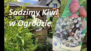 Actinidia Arguta sadzimy Kiwi w ogrodzie [upl. by Raknahs84]