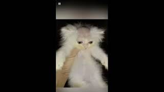 Cat gets fan haircut [upl. by Vania]