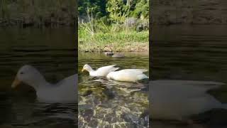 Duck swimming music love chicken aseelhenfarm duck [upl. by Meirrak]