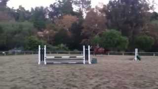 Shire draft horse jumps 36 first time [upl. by Bloomer649]