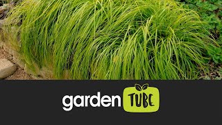 All about the enduring Carex Everillo [upl. by Yoko]