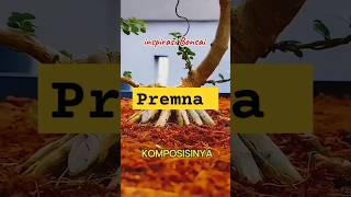 Create a premna bonsai bonsai kereaktipchannel shorts shortvideo [upl. by Anertak]