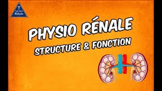 Physiologie rénale  Structure et fonctions [upl. by Ivanah]