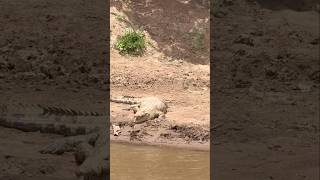 CROCODILE ATTACKS WILDEBEEST CROSSING MARA RIVER viralshort fyp viralvideo youtubeshortsreels [upl. by Ocin]