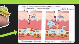 SVT cycle 4  Les défenses immunitaires [upl. by Navillus735]