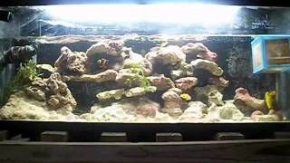 How To Care For Live Rock Stack Live Rock Salt Water Reef Aquarium [upl. by Assiled]