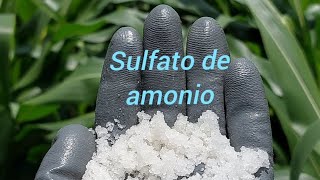 Sulfato de amonio en el MaÃ­z ðŸŒ½ maiz agronomia [upl. by Jeremie]