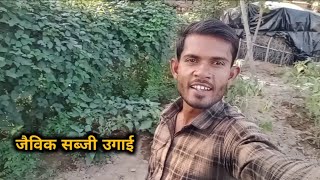 जैविक सब्जी की उपज ।। Jaivik Sabji ki Upaj sabji chaturbhujbilla [upl. by Granniah485]