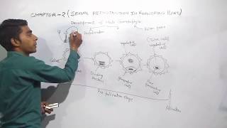 Development of Male gametophyte Part 1 [upl. by Alyda]