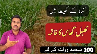 The best herbicide to control khabbal grass in sugarcane crop  Weeds management in sugarcane field [upl. by Arratahs]