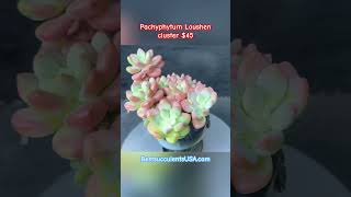 Pachyphytum Loushen cluster P100 Price 45📱 1 408 8831933 succulent succulents [upl. by Nirtak606]