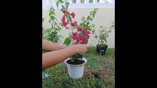 Transplant to bigger potbougainvilla garden indoorplants gardenflowerplants nature [upl. by Aleacin]