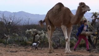 Running With Camels [upl. by Nosduj573]