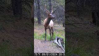 Beautiful spike elk on trail cam elk wildlife elkhunting [upl. by Missie]