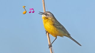 The Western Yellow Wagtail Call Motacilla flava Alvéolaamarela [upl. by Hairahcaz281]