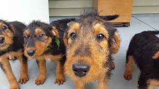 Airedale Terrier Puppies for Sale Video  S amp S Family Airedales  Porch Airedale Puppies [upl. by Sunny339]