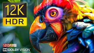 The Ultimate 12K HDR Video Experience [upl. by Batty]