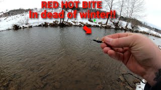 Limited Out on MONSTER TROUT in 30 Minutes Trout Fishermans Paradise [upl. by Seessel]