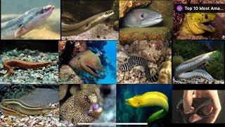 Types of Eel species [upl. by Vala]