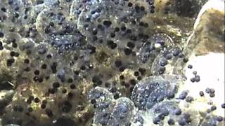 frog vs toad eggs  how to tell them apart  CTnaturalist Online [upl. by Anomis571]