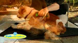 FURminator POS Video DE [upl. by Ramedlaw]