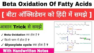 Beta Oxidation Of Fatty Acids in Hindi  Glyoxylate cycle  Beta Oxidation Biochemistry Notes [upl. by Cran]