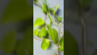 Betel leaf pan plant song music love plant [upl. by Laerdna]