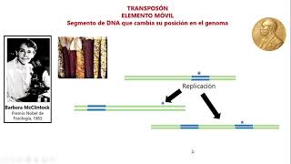 Transposones El DNA en movimiento [upl. by Nileve37]