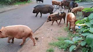 Why swine thrives in bhubaneswar Municipality [upl. by Aivek]