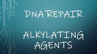 Repair of DNA damage by alkylating agents [upl. by Dammahom250]