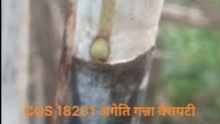 COS 18231 अगेति गन्ना किस्म18231 sugarcane variety 18231 12207 15201 11015 18221 11082 [upl. by Aisereht]