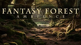 Fantasy Forest Ambience [upl. by Halstead]