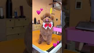 🐶 Never Been Groomed Challenge [upl. by Ayo452]