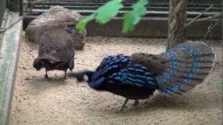 Displaying Palawan Peacock Pheasant [upl. by Cassaundra]