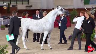 talian Nationals 2019  7 Years Old and Older Stallions Class 1112 [upl. by Ardnuat686]