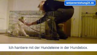 Welpenerziehung  Hundebox Teil 2 [upl. by Gilbertson406]