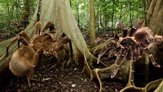 Goliath Birdeater VS Salmon Pink Birdeater Comparison [upl. by Ulysses565]