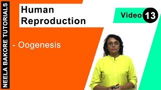 Human Reproduction  NEET  Oogenesis  Neela Bakore Tutorials [upl. by Mikes569]