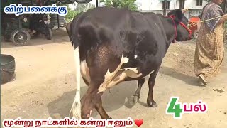 பெருங்கூட்டு காரி சட்டை 4 பல் சினை மாடு விற்பனைக்கு [upl. by Sivahc]