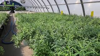 Sea Buckthorn Hippophae rhamnoides seedlings growing at TreeTimeca greenhouses [upl. by Neenaej]