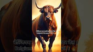 बेल्जियम का सबसे ताकतवर बेल । shortsfacts shortsviral trending [upl. by Deanne]