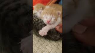 Cute little kitten 🐾shortsvideo kittenslovers cutecat catlover [upl. by Akenahs]