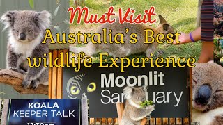 Australia’s best Wildlife Magical ExperienceNative Wildlife feeding Kangaroos amp Koalas [upl. by Amled]