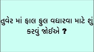 આજની કૃષિ માહિતીતુવેર માં ફાલ ફુલ વધારવા માટે શું કરવું જોઈએ tuver તુવેર ફાલફૂલ દવા ખેતી [upl. by Llywellyn145]