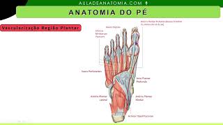 VASCULARIZACÃO DO PÉ anatomy anatomiapratica armmuscles cardio enfermagem angiologia medico [upl. by Carina276]