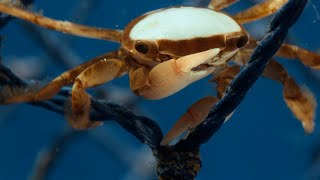 Hitchhiking Crab Finds Love  Planet Earth III  BBC Earth [upl. by Ahsiral]