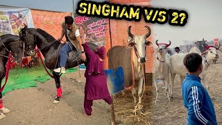 COMMANDO On Full Speed 🔥SUBSCRIBER Aunty Ji Mil Gyi 🙏🏻😍SINGHAM Ki Takkar Ke Bail Hai Kya Ye [upl. by Bailar992]