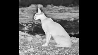 Very quick sighting of a Caracal at ol Donyo [upl. by Wanyen32]