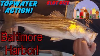 Baltimore Harbor Topwater Striper From Shore Rocktober Is Near [upl. by Frisse335]